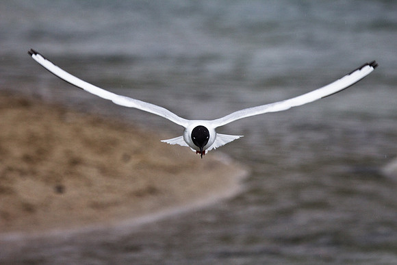 Bonoparte's Gull in Flight