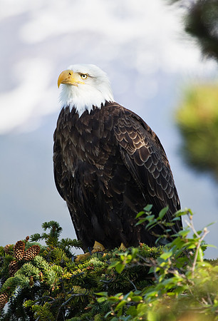 Bald Eagle Portrait