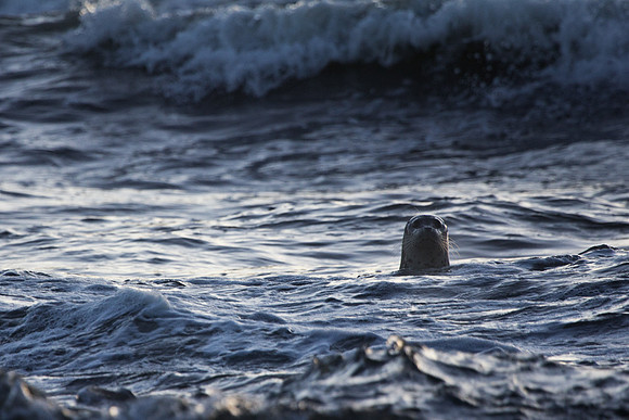 Curious Harbor Seal