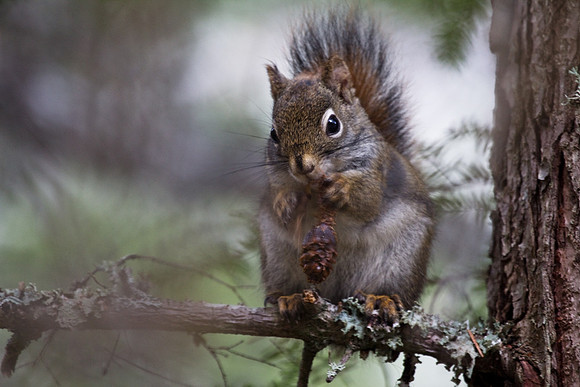 Red Squirrel