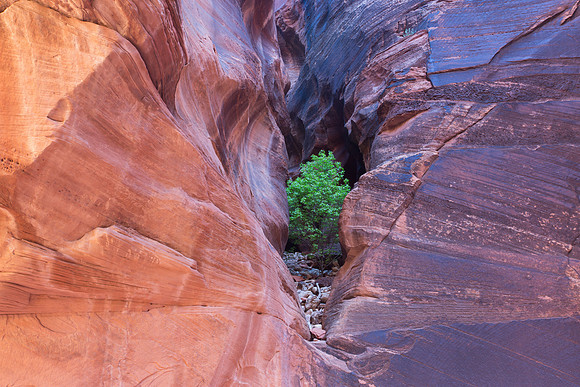Grow Where You're Planted, Buckskin Gulch, Utah