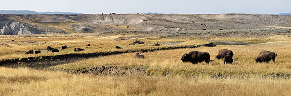Hayden Valley Bison Herd