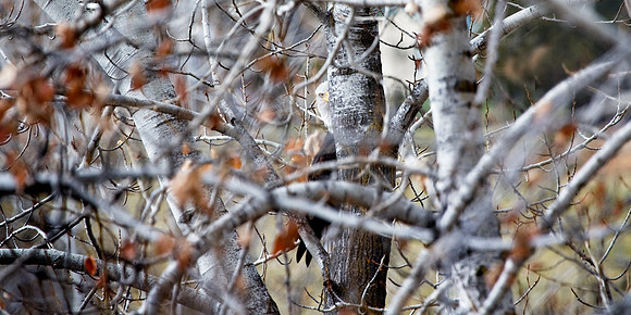 Bald Eagle Peeking