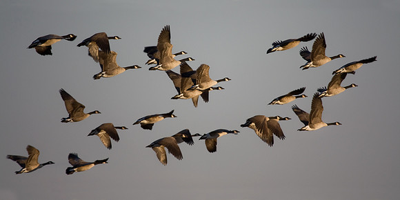 Geese in Flight
