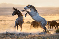 Golden Hour Dust Up, Utah