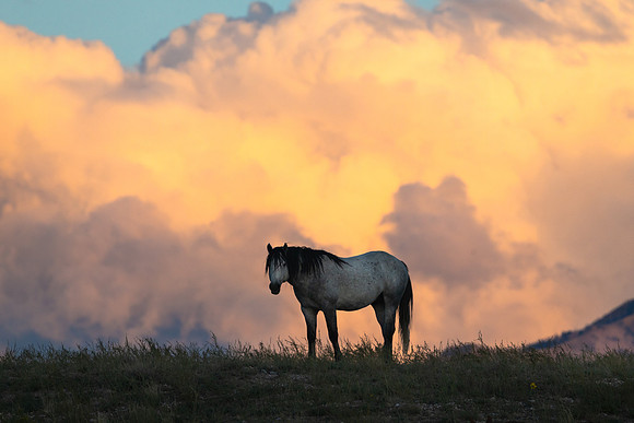Lone Mustang, Utah