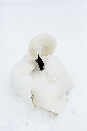 Trumpeter Swan Portrait #1, Wyoming