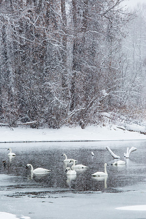 Swan Pond In Winter, Wyoming