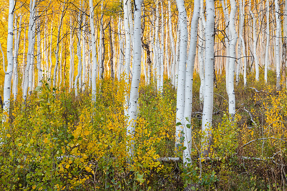 Patterns of White and Gold, Utah