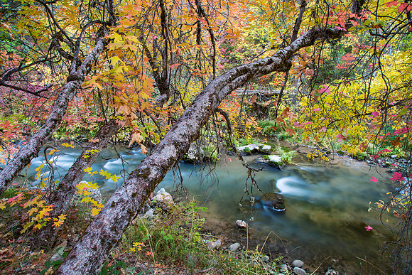 Sixth Water Creek Fall Colors, Utah