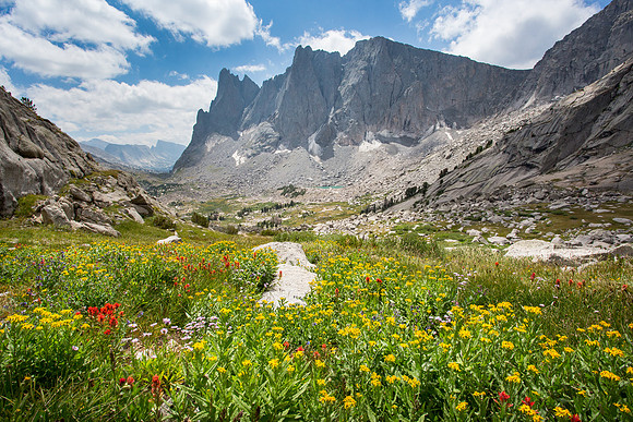 Wild Flowers with Warbonnet and The Warriors, Wind River Range, Wyoming