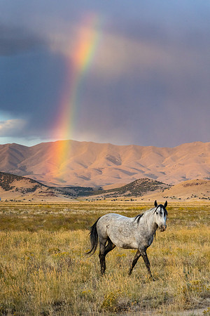 The Gray Stallion and Rainbow