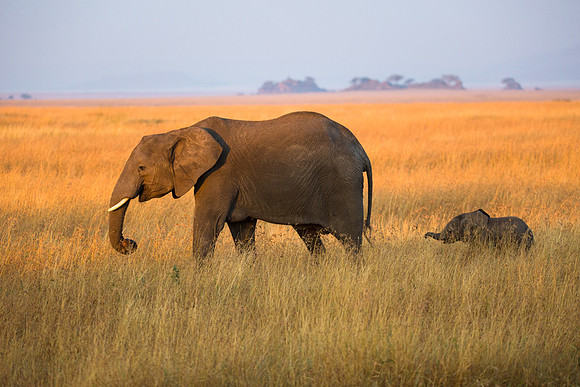 Elephant and Baby, Serengeti National Park