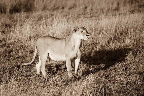 Lioness Portrait, Serengeti National Park
