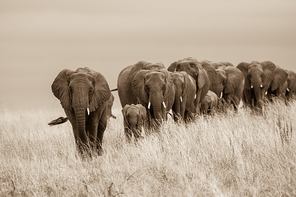 Elephant Herd, Tarangire National Park