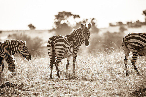 Zebras, Serengeti National Park