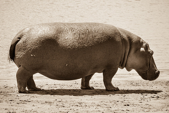 Hippo Portrait, Serengeti National Park