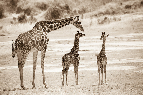 Giraffe Babies and Mother, Serengeti National Park