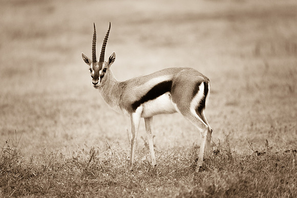 Thompson's Gazelle Portrait, Serengeti National Park