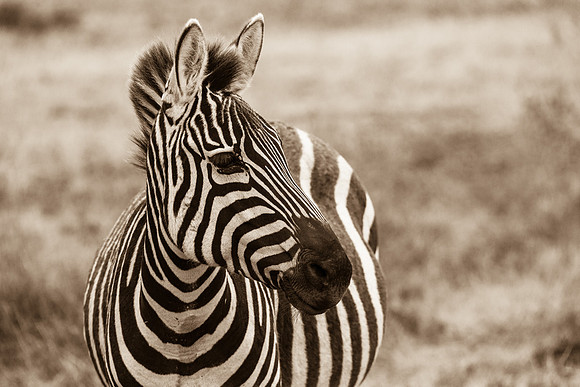 Zebra Portrait, Ngorogoro Crater