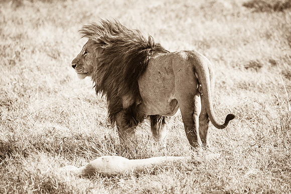 Male Lion, Ngorogoro Crater, Tanzania