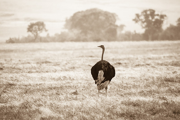 Ostrich, Ngorogoro Crater