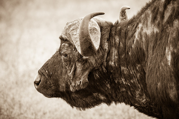 Cape Buffalo Portrait, Ngorogoro Crater