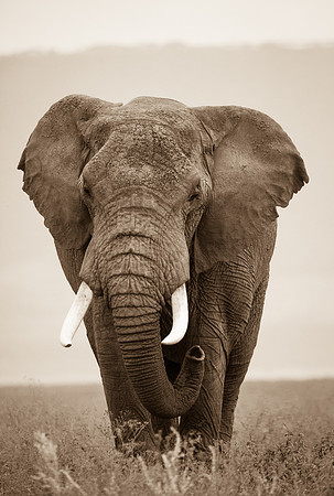 Bull Elephant Portrait, Ngorogoro Crater