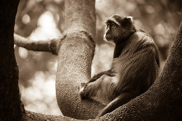 Blue Monkey, Lake Manyara