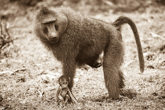 Baboon Family, Lake Manyara