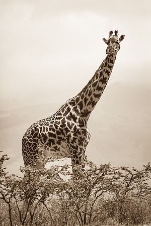 Giraffe Portrait, Serengeti National Park