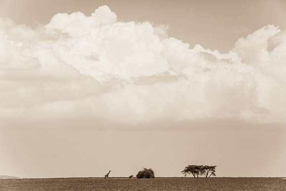 Distant Giraffe, Seregeti National Park