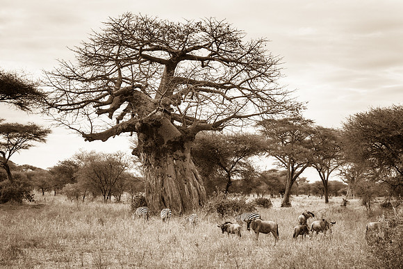 Baobab Tree and Wildlife, Tarangire National Park