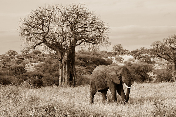 Elephant and Baobab Tree, Tarangire National Park