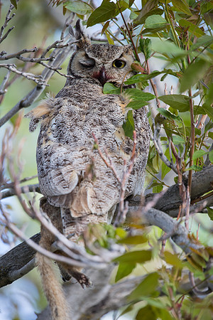 Wink.. Wink.. Great Horned Owl, Utah