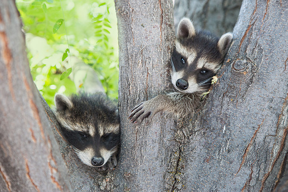 Orphaned Racoons, Utah