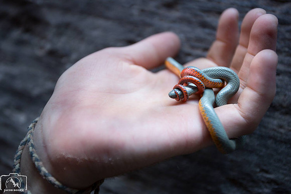 Royal Ring Neck Snake and Hand, Utah