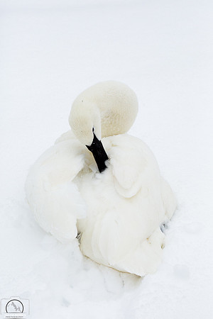 Trumpeter Swan Portrait #1, Wyoming