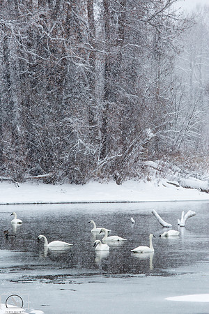 Swan Pond In Winter, Wyoming