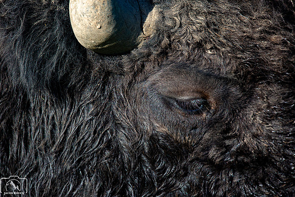 Bison Abstract, Yellowstone National Park