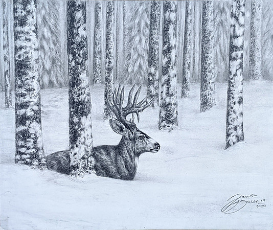 Mule Deer Buck In Snow