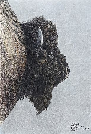 Bison Portrait- Mixed Media