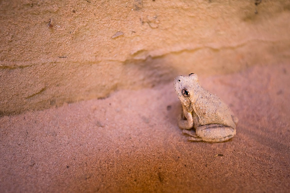 Desert Tree Frog, Zion National Park, Utah