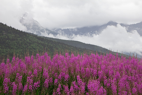 The Fireweed Patch