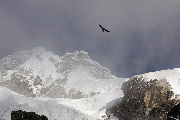 Mountain Caracara above Base Camp, Peru