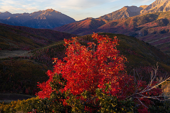 Red Maple Sunrise, Utah